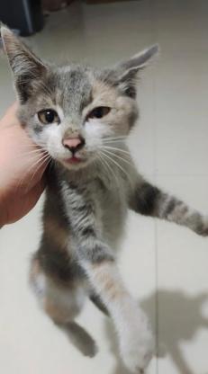 猫咪·蓝猫串串·妹妹