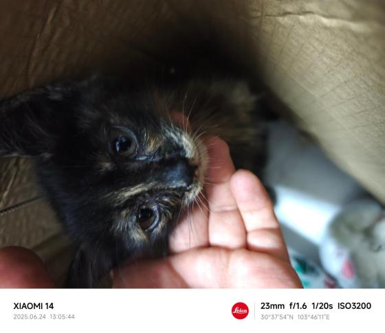 猫咪·玳瑁·小白