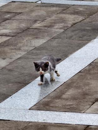 猫咪·中华田园猫·无