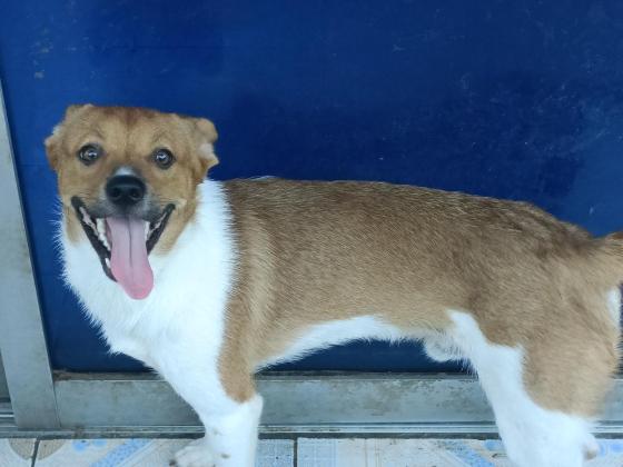 狗狗·中华田园犬·豆包