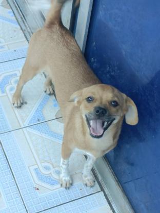 狗狗·中华田园犬·葡萄