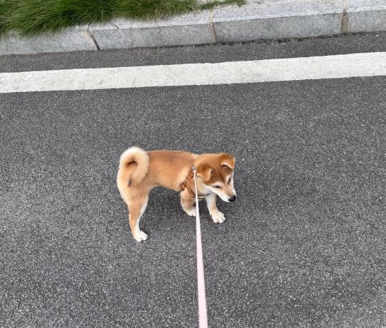 狗狗·柴犬·瑞奇rich