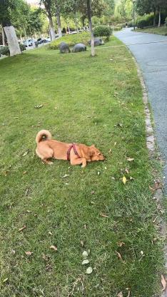 狗狗·中华田园犬·糖果