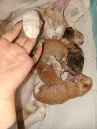 猫咪·中华田园猫·猫