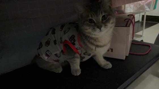 猫咪·虎斑猫·咪咪