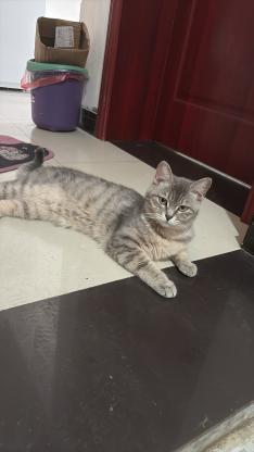 猫咪·虎斑·咪咪