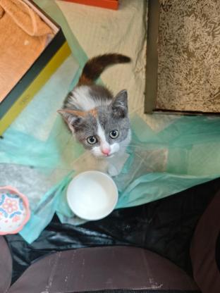 猫咪·蓝白三花·无