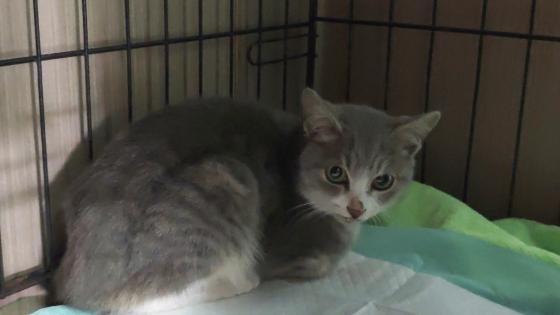 猫咪·串串·年糕