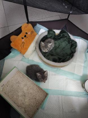 猫咪·灰狸花·小灰小白
