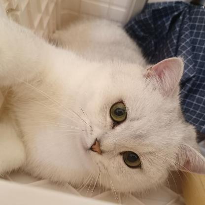 猫咪·银渐层·白菜
