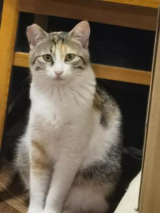 猫咪·彩狸·拾柒