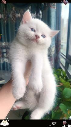 猫咪·银点·小咪