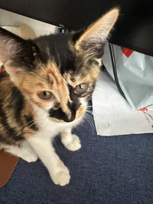 猫咪·三花·学姐