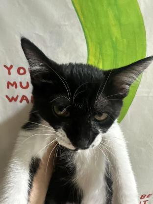 猫咪·奶牛·归零