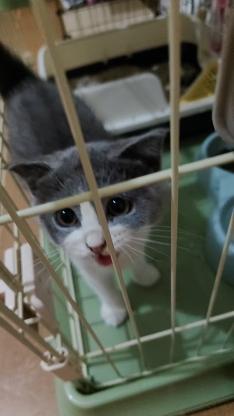 猫咪·蓝白·山竹