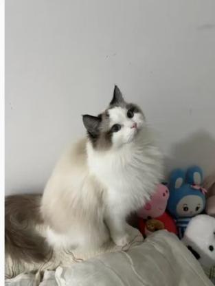 猫咪·布偶·哈哈