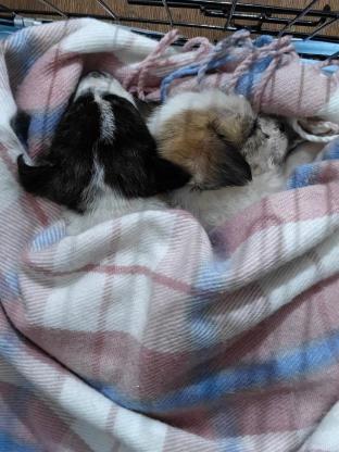 狗狗·蝴蝶犬和田园犬的宝宝·未取名