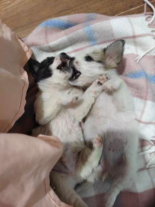 狗狗·蝴蝶犬与田园犬的宝宝·未取名