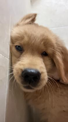 狗狗·金毛·汤米