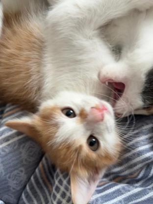 猫咪·田园·小橘