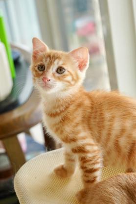 猫咪·橘猫·未取
