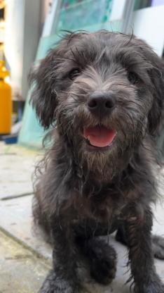 狗狗·串串·丑丑