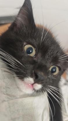 猫咪·奶牛串串·未取名