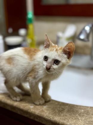 猫咪·白橘·闹闹