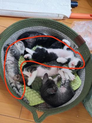 猫咪·串串·猫咪