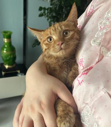 猫咪·橘猫·未知