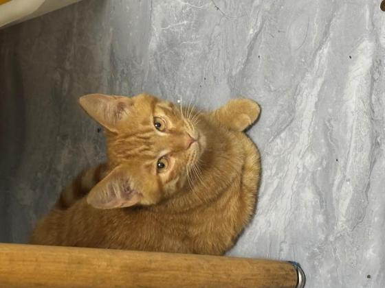 猫咪·橘猫·未知