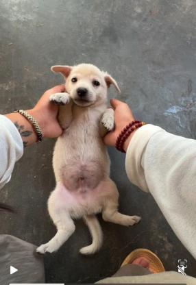 狗狗·土狗·小狗