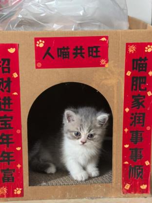 猫咪·银渐层和蓝猫配·没取名
