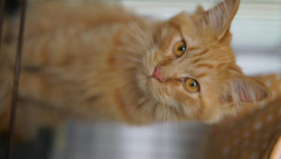 猫咪·缅因·灿灿