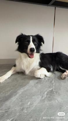 狗狗·边牧·yuki