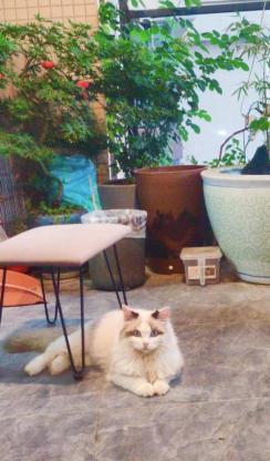 猫咪·布偶·优米
