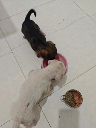 狗狗·中华田园犬·小土狗