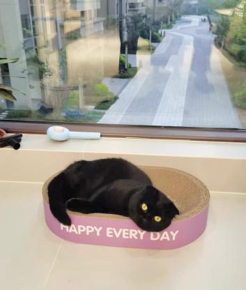 猫咪·英格兰折耳猫·小.玄