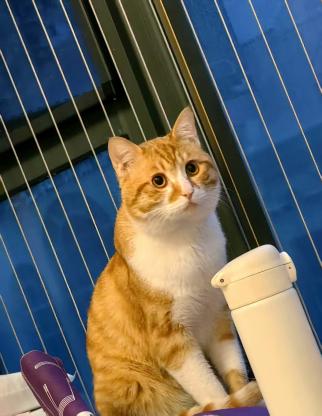 猫咪·橘猫·小菊