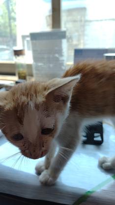 猫咪·黄色小橘·流浪猫