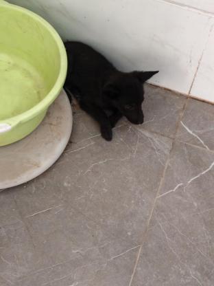 狗狗·小鹿犬串串·没取