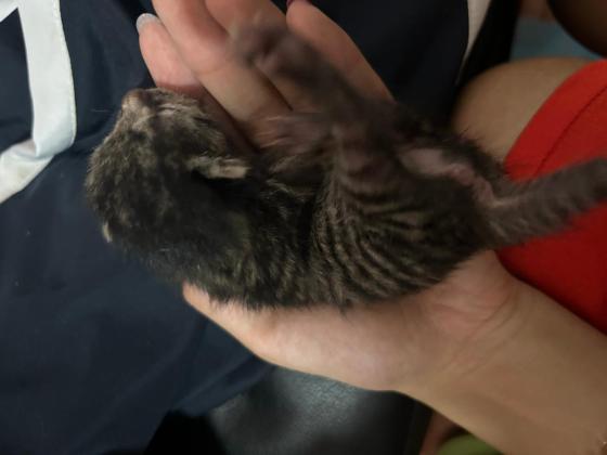 猫咪·狸花·无