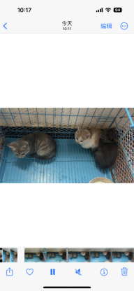 猫咪·田园猫·小奶猫