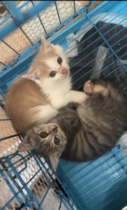 猫咪·田园猫·小奶猫