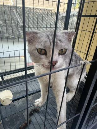猫咪·银渐层·淼淼