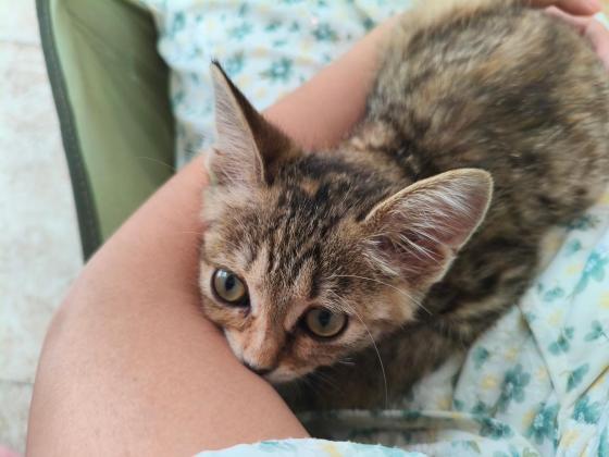 猫咪·狸花猫·咪咪