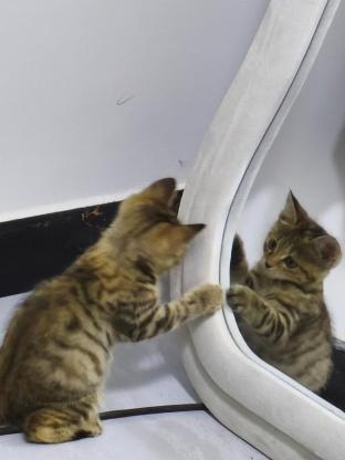 猫咪·狸花猫·咪咪