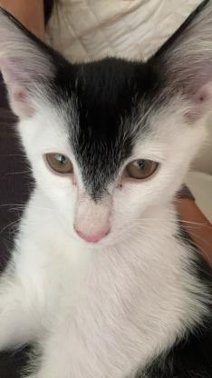 猫咪·奶牛猫·木木