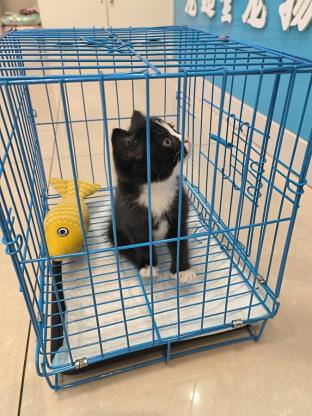 猫咪·奶牛猫·点点