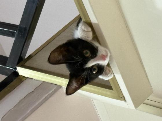 猫咪·奶牛猫·奶牛